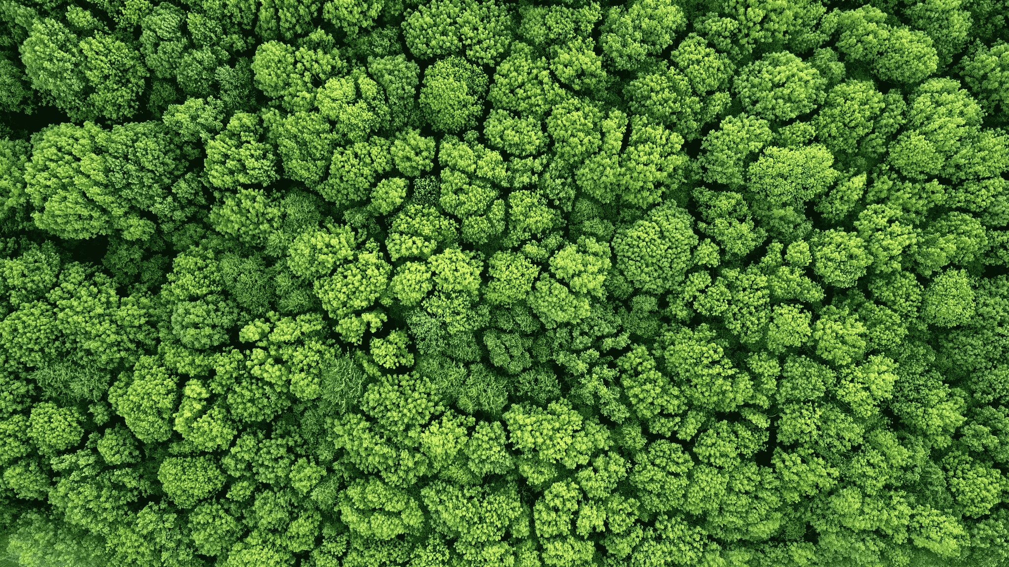 Viele grüne Baumkronen in der Aufnahme von oben