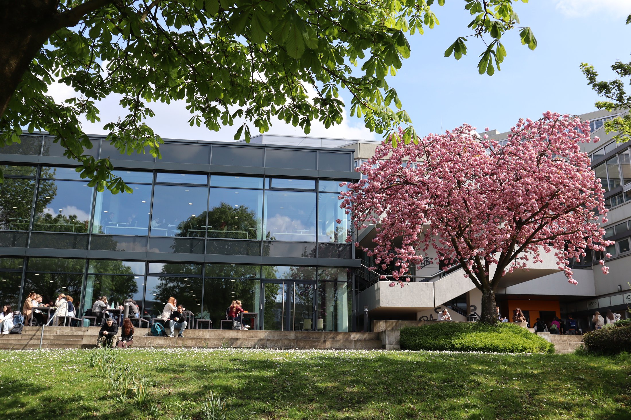 Moderne Mensa mit großen Glasfenstern und blühendem Kirschbaum im Vordergrund, umgeben von Rasenflächen.